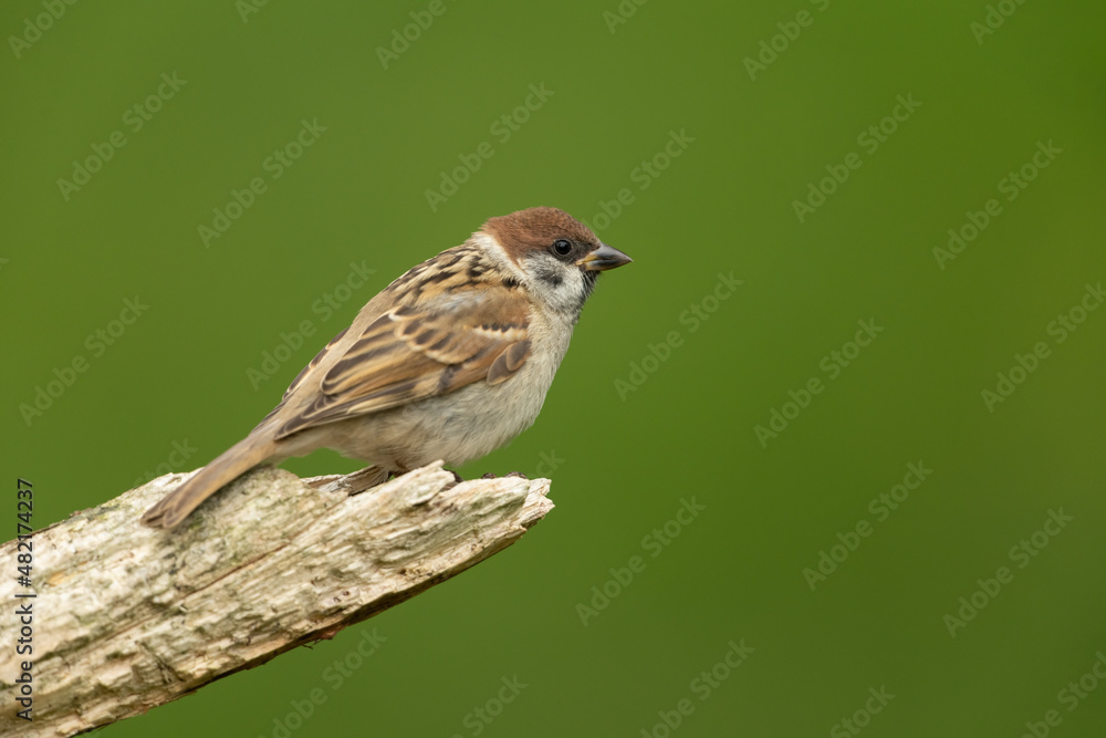 Eurasian tree sparrow sitting on a branch Eurasian tree sparrow sitting on a branch