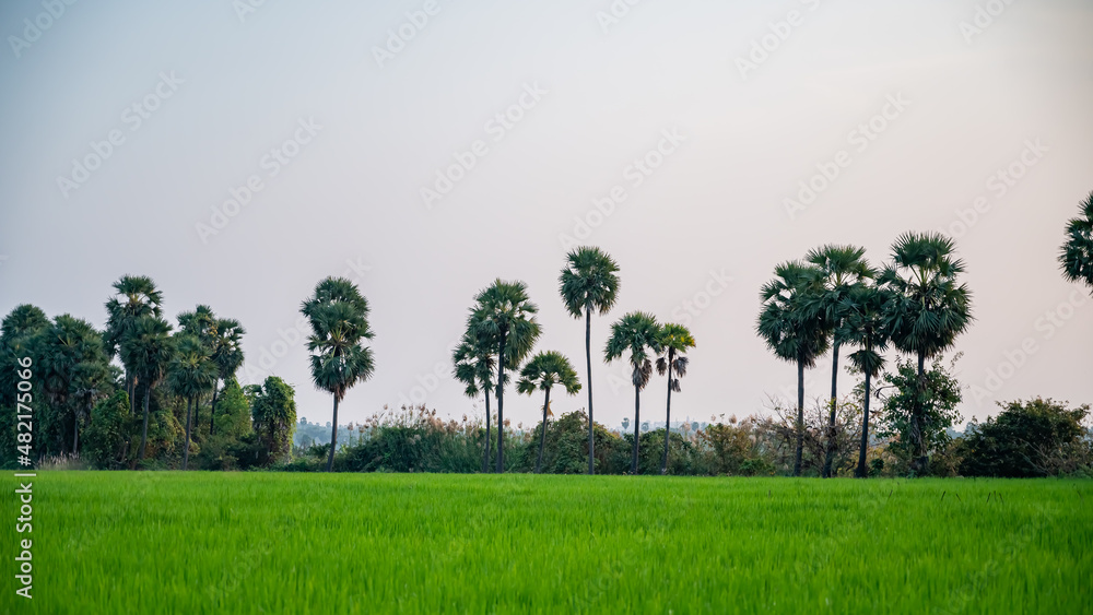 Obraz premium rice fields, rice plant, Oryza sativa with Borassus tree (palms tree) in the Indian village