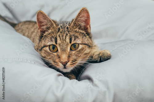 Gray domestic cat on a gray background
