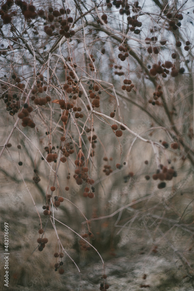 Autumn Dried Botanical Still Life Autumn Dried Botanical Still Life