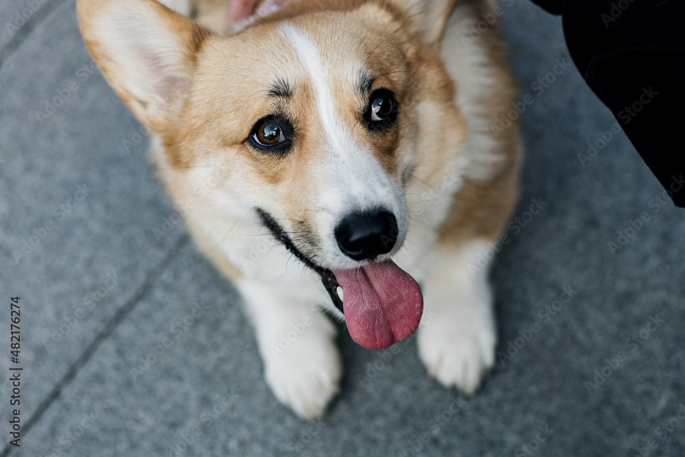 adorable, cute corgi dog adorable, cute corgi dog
