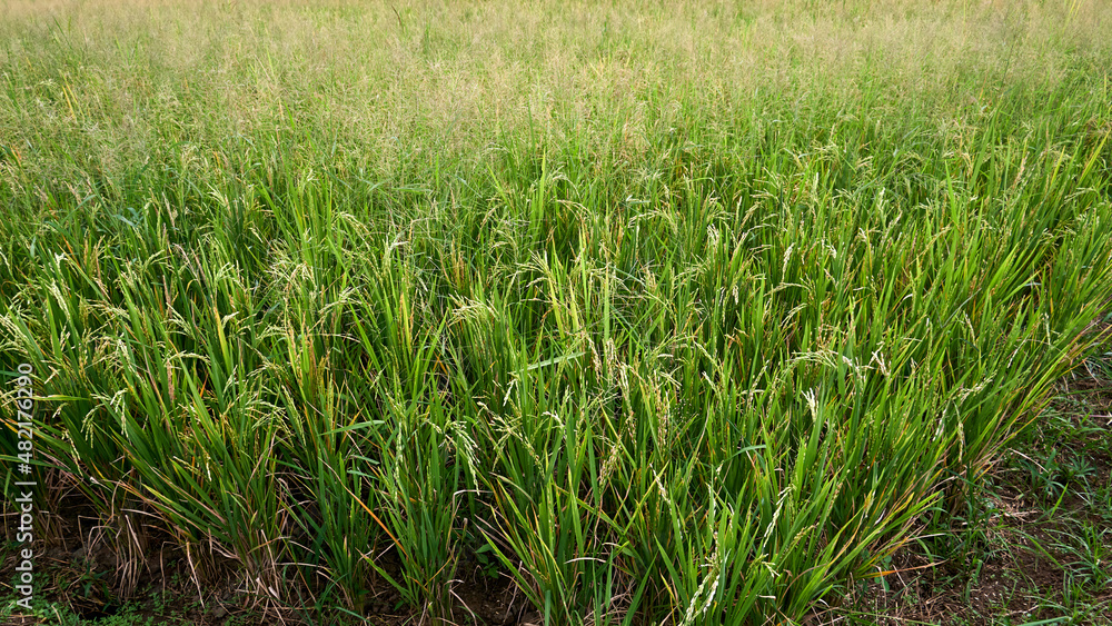Ripe ricefield ready for harvest Ripe ricefield ready for harvest