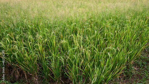 Ripe ricefield ready for harvest