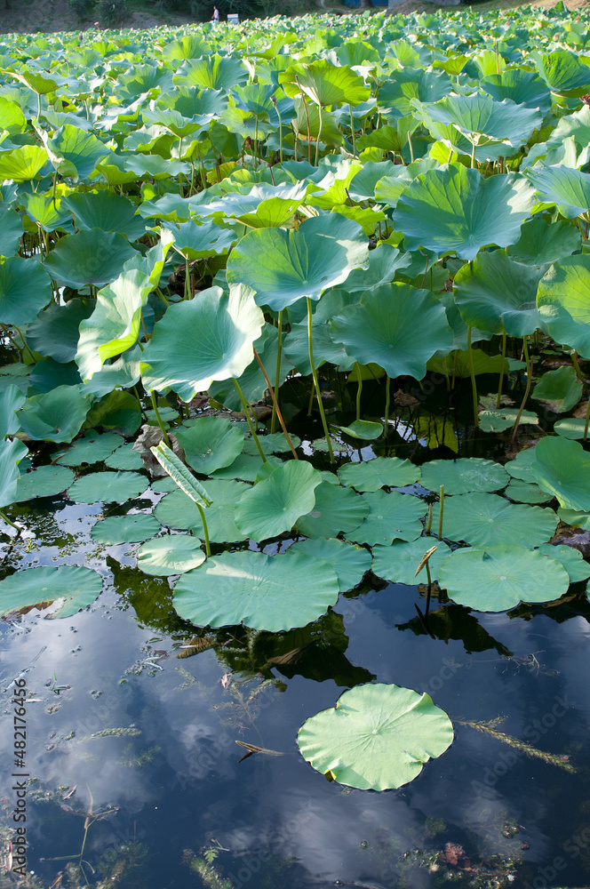 Lake in Beijing with flowering beautiful lotus at sunset Lake in Beijing with flowering beautiful lotus at sunset