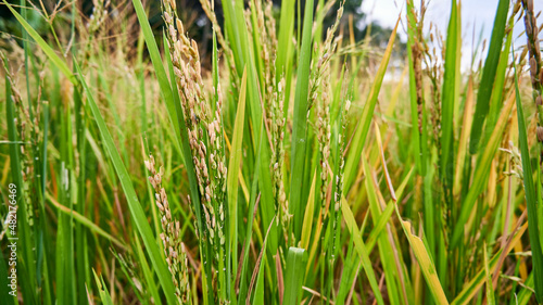 Ripe ricefield ready for harvest © Rahmat