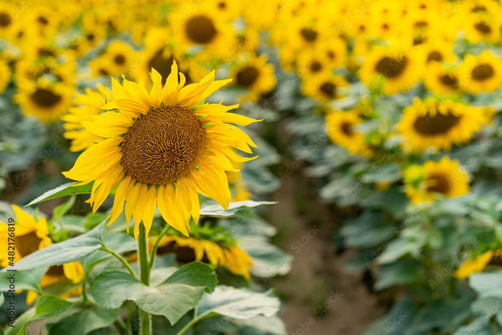 Sunflowers, field of sunflower in bloom sunflower field Sunflowers, field of sunflower in bloom sunflower field