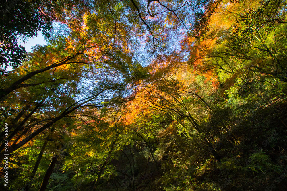 太陽の光に透ける日本の紅葉
