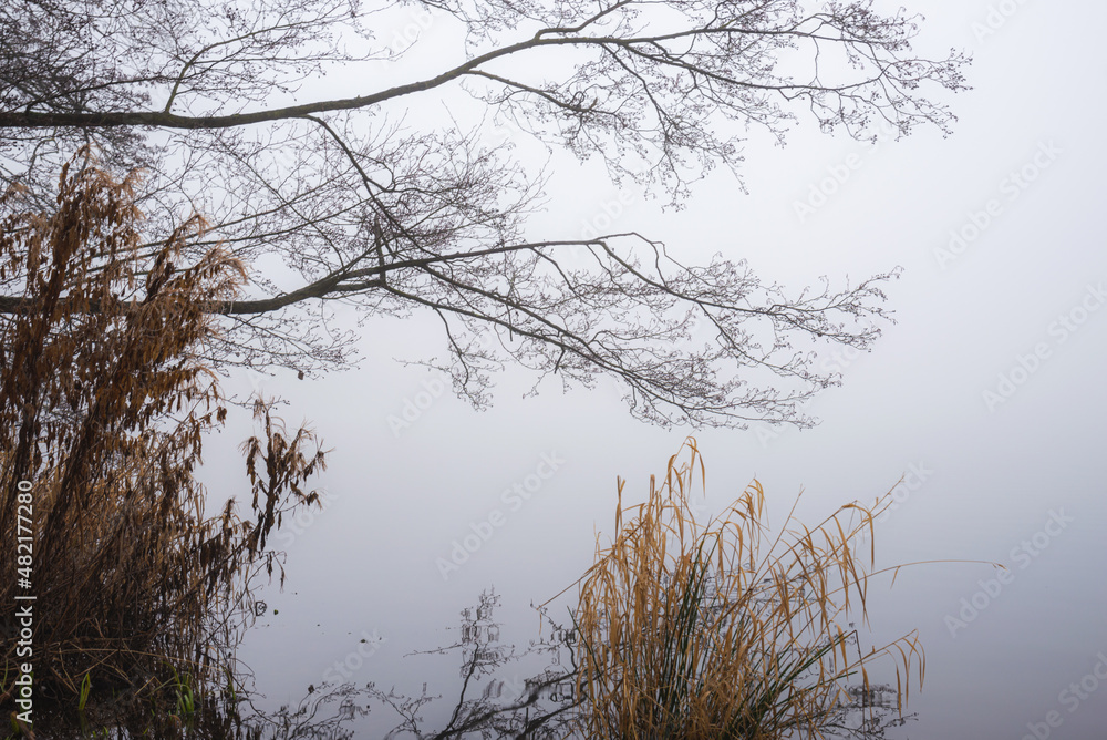 Morning fog in anglli in the park by the lake, St Chad`s Nature Reserve, January 2021.