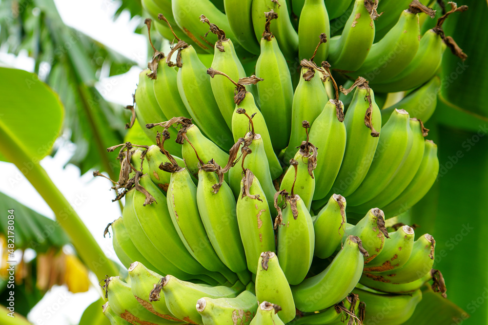 Banana trees and their green-looking fruit thrive. A banana is an elongated, edible fruit – botanically a berry – produced by several kinds of large herbaceous flowering plants in the genus Musa.