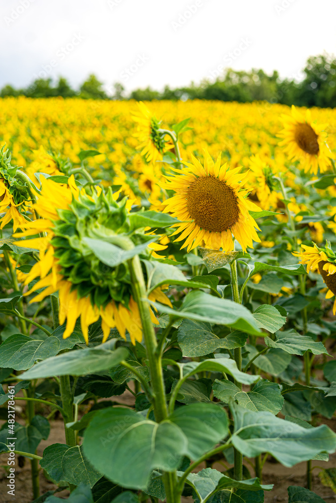 Fototapeta premium Sunflowers, field of sunflower in bloom sunflower field