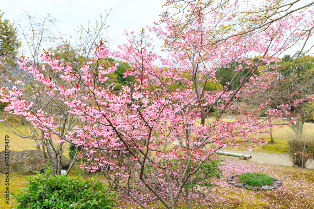 京都・勧修寺の庭園
