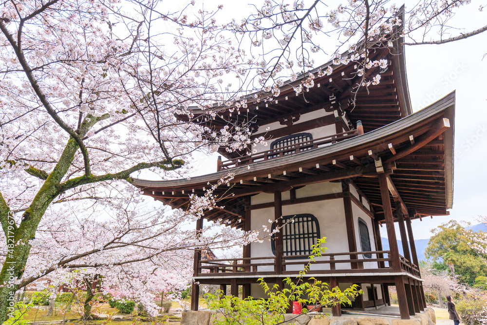 Fototapeta premium 京都・勧修寺と桜