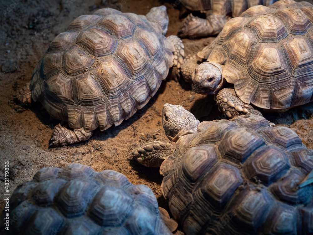 Turtles, Hermann Tortoise on walking on the ground, close-up. Turtles, Hermann Tortoise on walking on the ground, close-up.