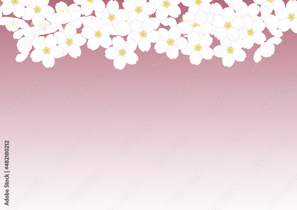 ピンク色の背景に満開のサクラの花の背景。ソメイヨシノの花。