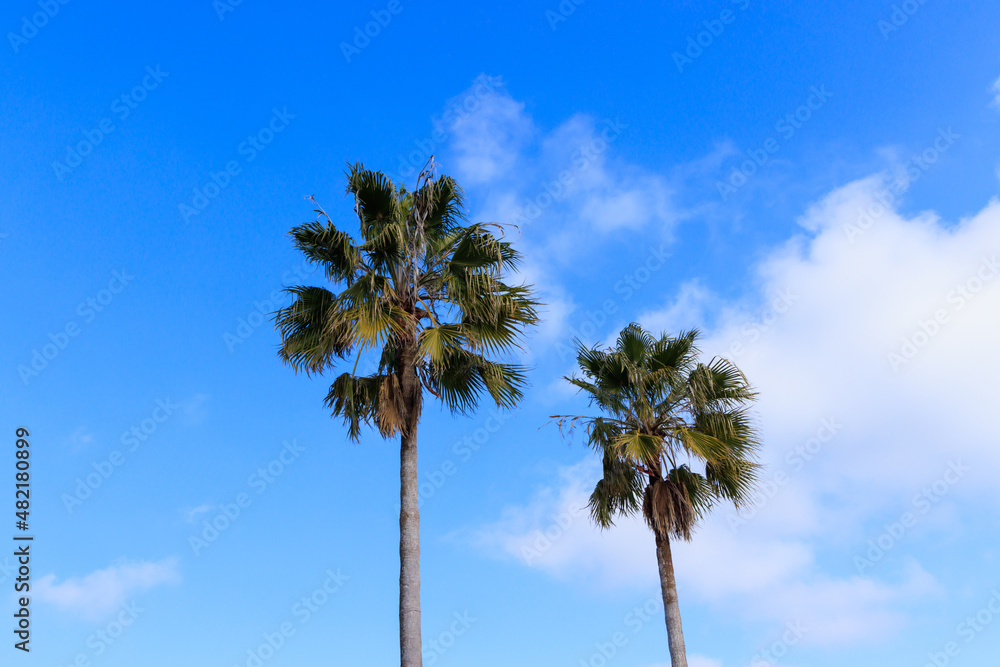 青い空と白い雲、そして椰子の木 青い空と白い雲、そして椰子の木