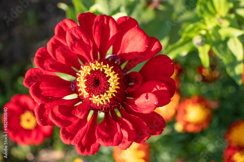 red zinnia cherry queen in the garden