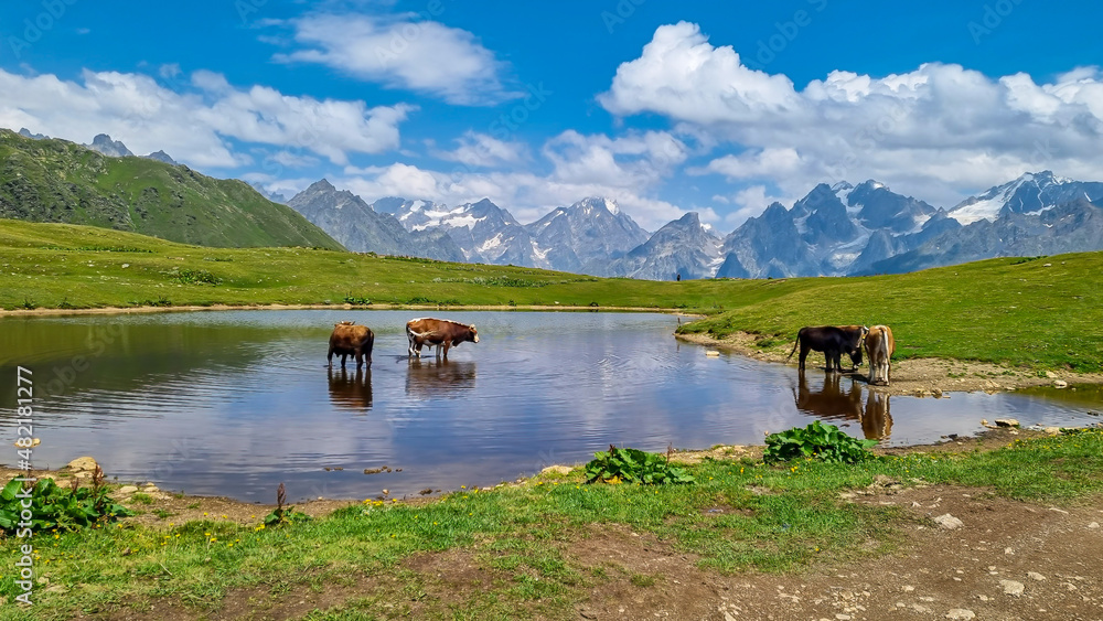 Fototapeta premium Cattles swimming in a pond near the Koruldi Lake with a dream like view on the mountain range near Mestia in the Greater Caucasus Mountain Range, Upper Svaneti, Country of Georgia. Wildlife