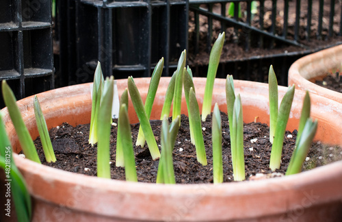 Bild auf Leinwand Seedling flowers tulips in the pots