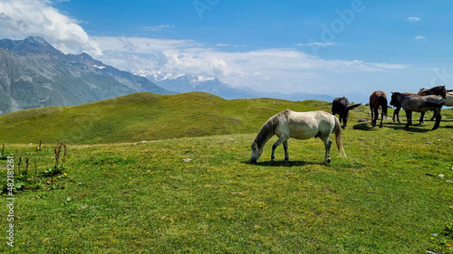A herd of horses grazing on a pasture near the Koruldi Lake with a dream like view on the mountain range near Mestia in the Greater Caucasus Mountain Range, Upper Svaneti, Country of Georgia.Wildlife