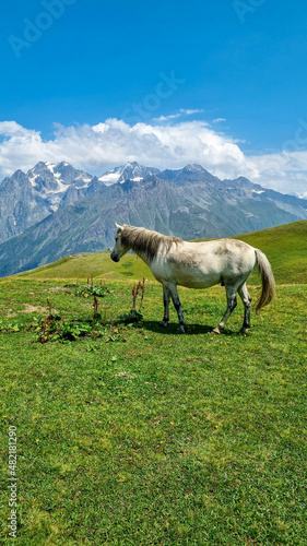A white horse grazing on a pasture near the  Koruldi Lake with a dream like view on the mountain range near Mestia in the Greater Caucasus Mountain Range  Upper Svaneti  Country of Georgia.Wildlife
