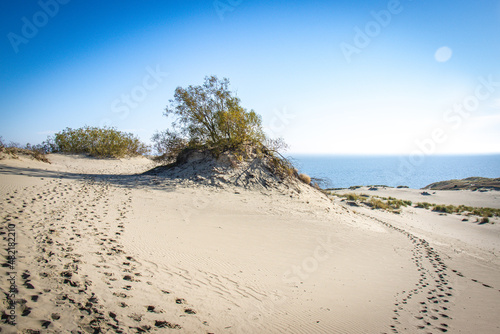 Fototapeta Naklejka Na Ścianę i Meble -  sand dunes near nida, curonian spit, lithuania, nida, baltic countries, baltics, europe