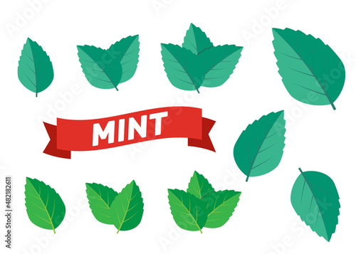 Mint green vector illustration set. Mint logo vector
