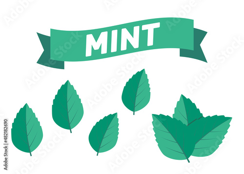 Mint green vector illustration set. Mint logo vector