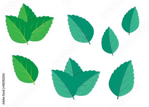 Mint green vector illustration set. Mint logo vector © 3dwithlove
