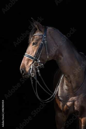 Portret gniadego konia