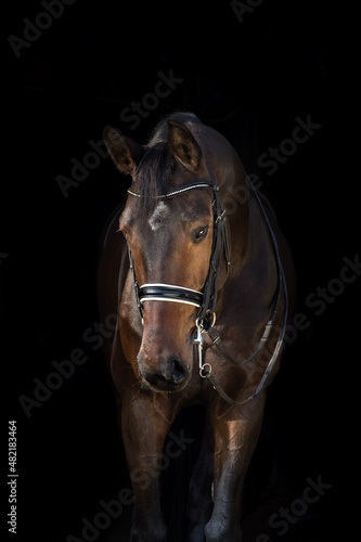 Portret gniadego konia