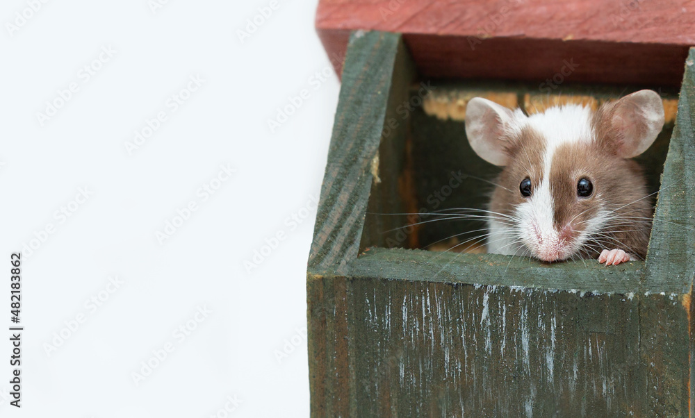 Obraz premium A decorative mouse peeks out of a wooden house on a white background with copy space. Curious pet.