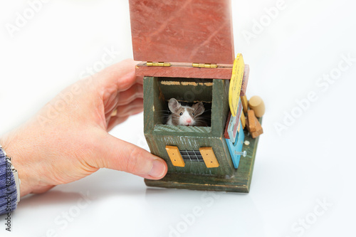 A man's hand holds a wooden house, from which a decorative mouse peeps out on a white background. Domestic animal and human.