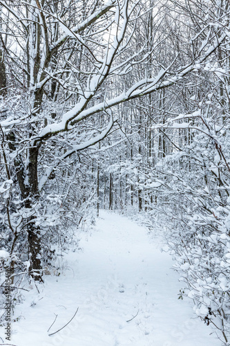 Wallpaper Mural Scenic snow covered outdoor forest view after snowstorm Torontodigital.ca