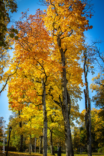 autumn in the forest, Kuldiga, Latvia, autumn, Venta River, Baltics, Baltic countries, Baltics, Europe