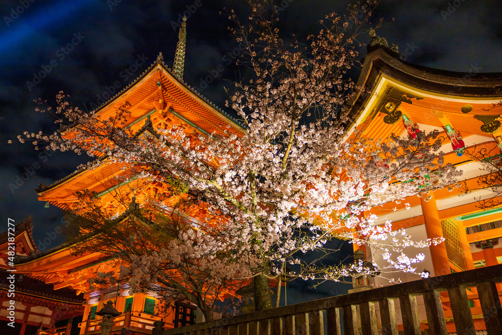 Obraz premium 京都・清水寺と桜