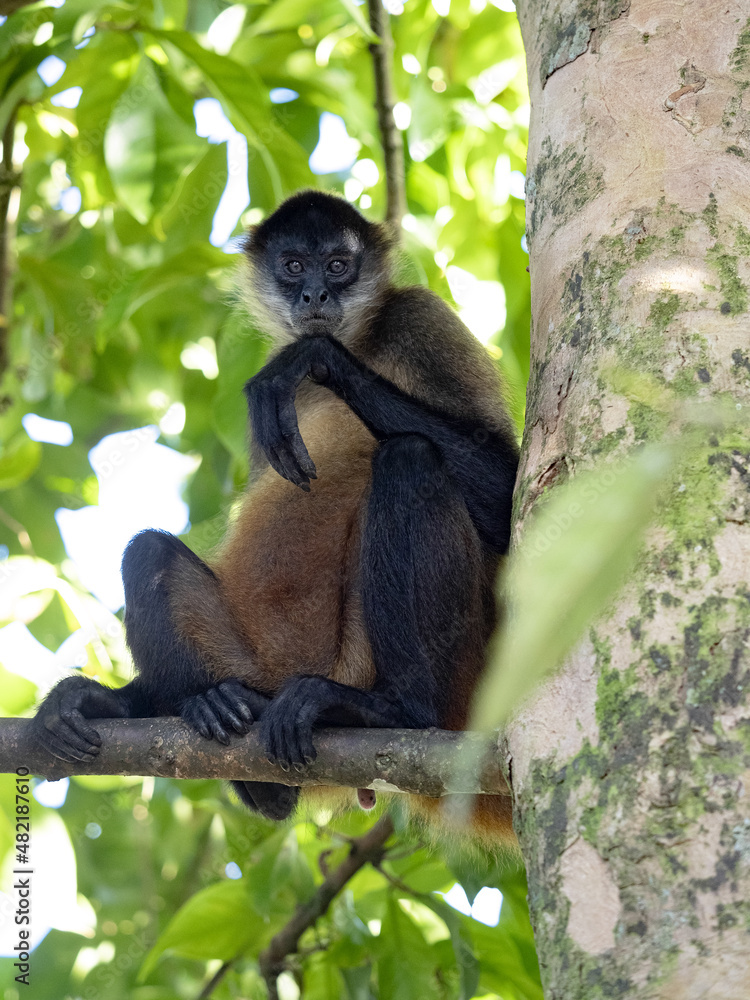 Geoffroy's spider monkey, Ateles geoffroyi, searches for food in the branches of a tall tree. Costa Rica Geoffroy's spider monkey, Ateles geoffroyi, searches for food in the branches of a tall tree. Costa Rica