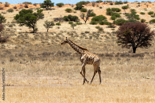 Fototapeta Naklejka Na Ścianę i Meble -  One giraffe walking in the Kgalagadi Transfrontier Park in South Africa