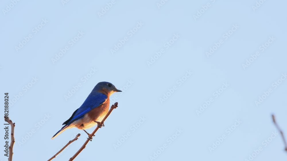 Slow motion close up shot of Eastern bluebird flying out from a tree Slow motion close up shot of Eastern bluebird flying out from a tree