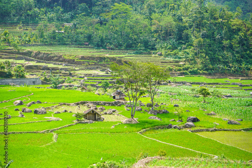 Rice fields formed with a terracing system make it easier to irrigate from the river to the land so that it is evenly distributed. We can find rice fields like this in the village of Tempur, Jepara. photo
