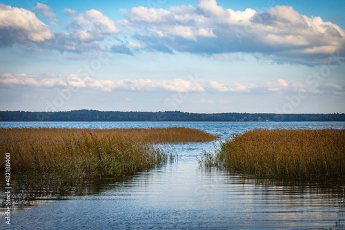 shores of usma lake, latvia, baltic countries, baltics, europe, reed belt