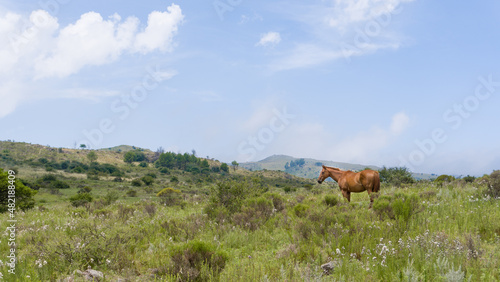 Paisaje con caballo en campo con cielo azul y horizonte de sierras