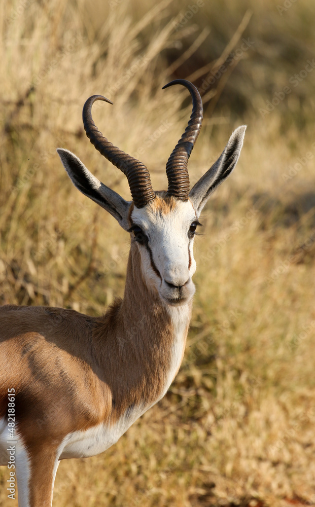 Springbok Ram, South Africa Springbok Ram, South Africa