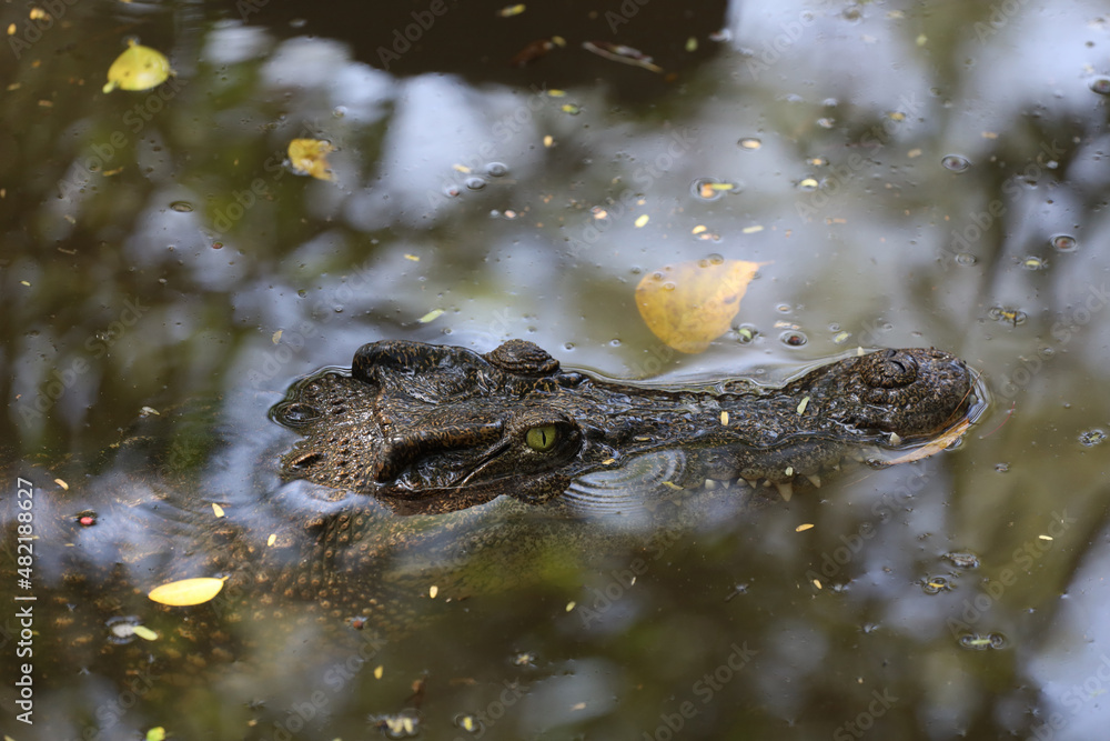 Fototapeta premium Close up eye crocodile is show head in river
