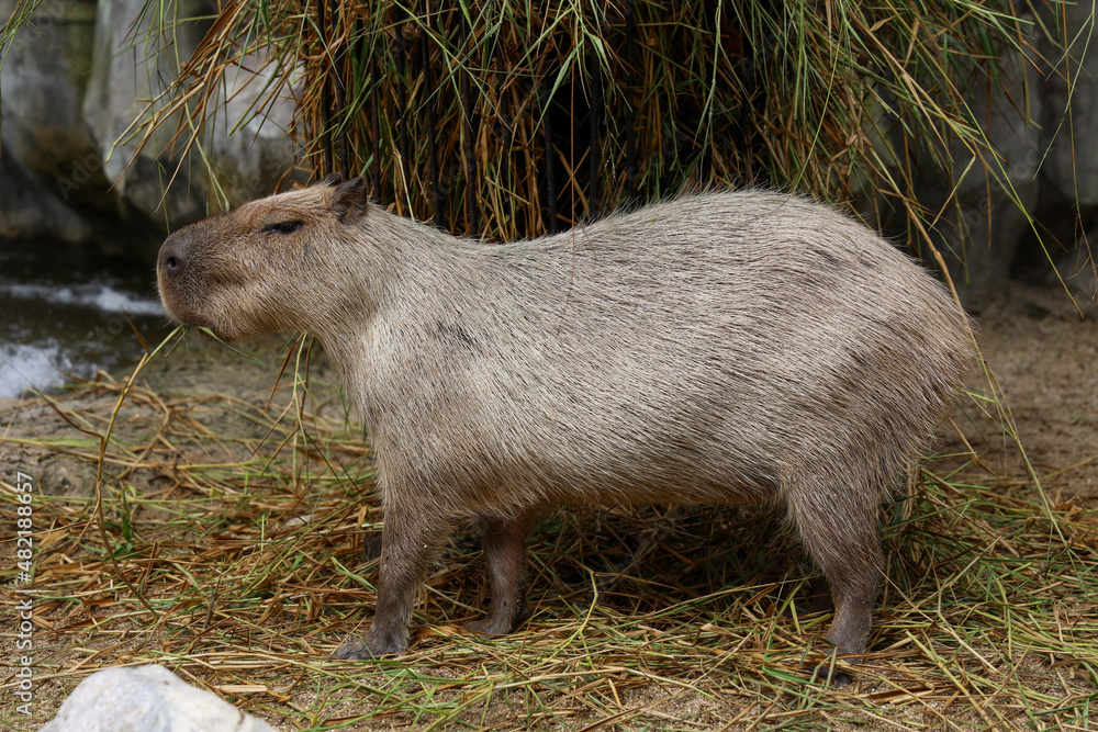 The Capybara giant rat is cute animal in garden The Capybara giant rat is cute animal in garden