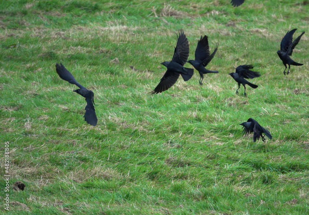 jackdaws (Corvus monedula) searching out food on green meadow grass jackdaws (Corvus monedula) searching out food on green meadow grass