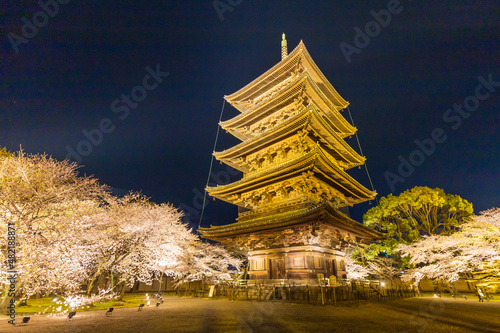 Obraz na płótnie 京都・東寺の五重塔と桜