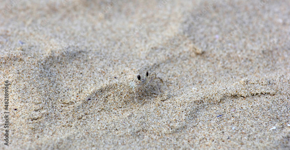 Animal that camouflages itself, small Siri camouflaged in the sand. It's almost impossible to fill it. Only his eyes appear. Very small animal. Animal that camouflages itself, small Siri camouflaged in the sand. It's almost impossible to fill it. Only his eyes appear. Very small animal.