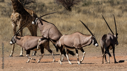 Four oryx at a waterhole in the Kgalagadi Transfrontier Park in South Africa