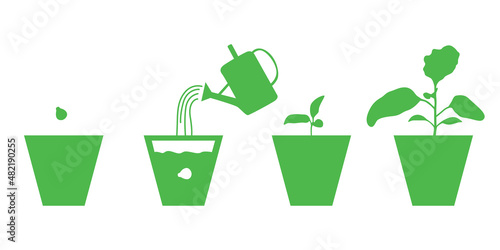 Growing eggplants seedlings in pots set