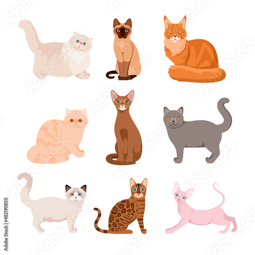 A set of purebred cats on a white background. Cartoon design.
